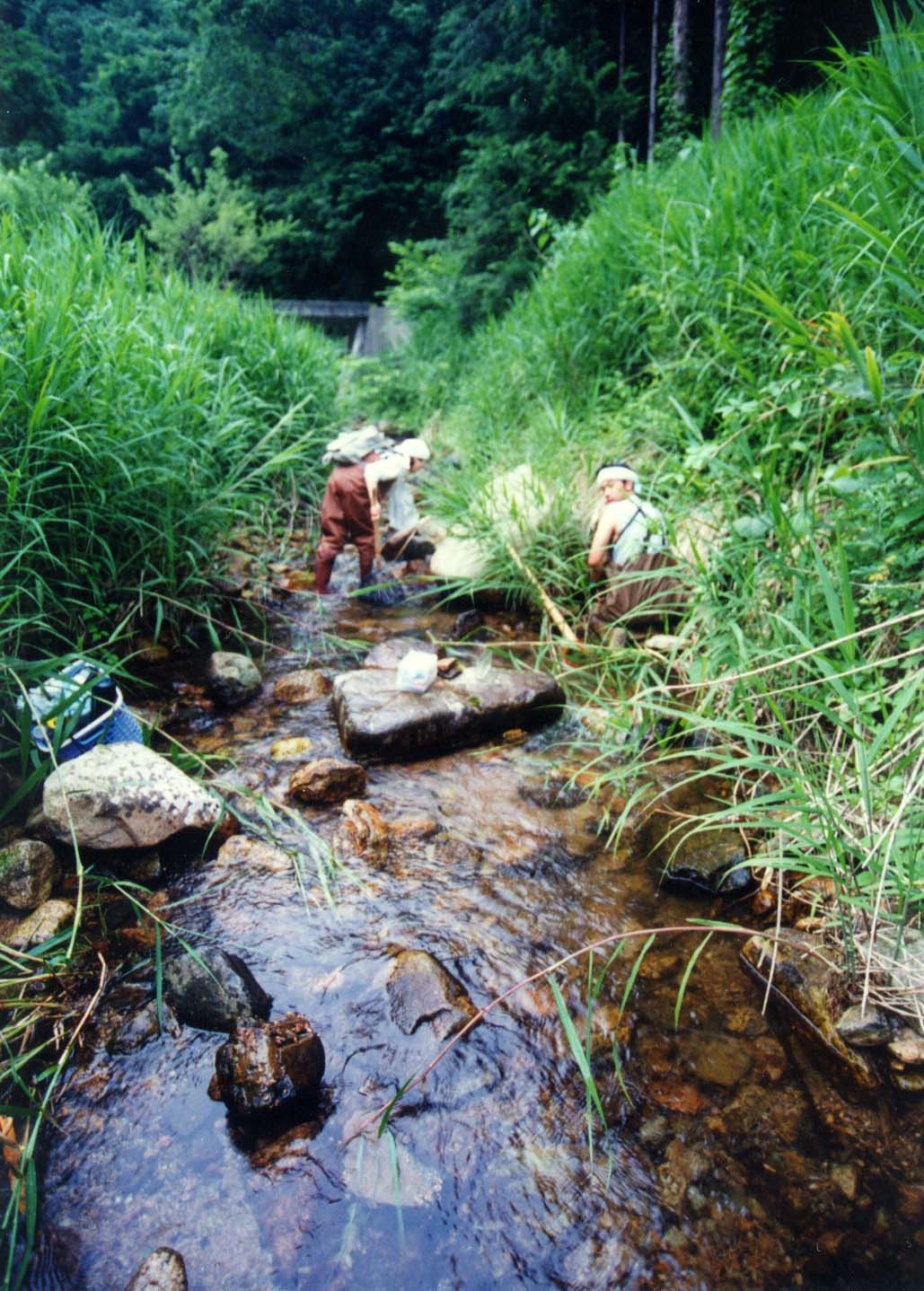 Andrias japonicus Research